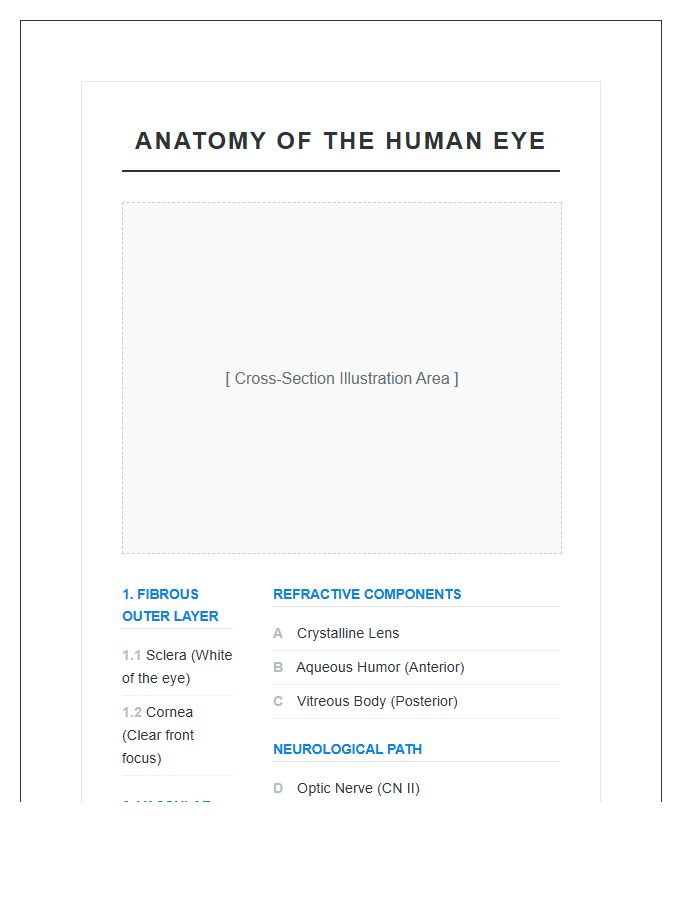 Visual System Human Eye Anatomy Layers Printable Chart