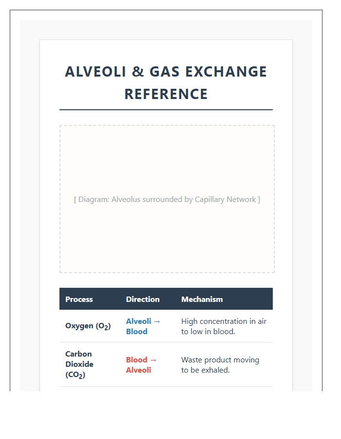 Alveoli And Gas Exchange Printable Chart