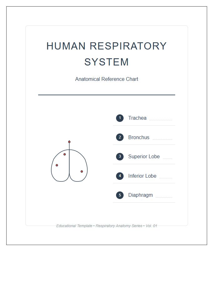 Anatomical Model Of Human Lungs Printable Chart