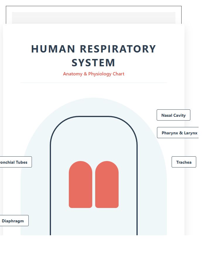 Classroom Poster Human Respiratory System Printable Chart