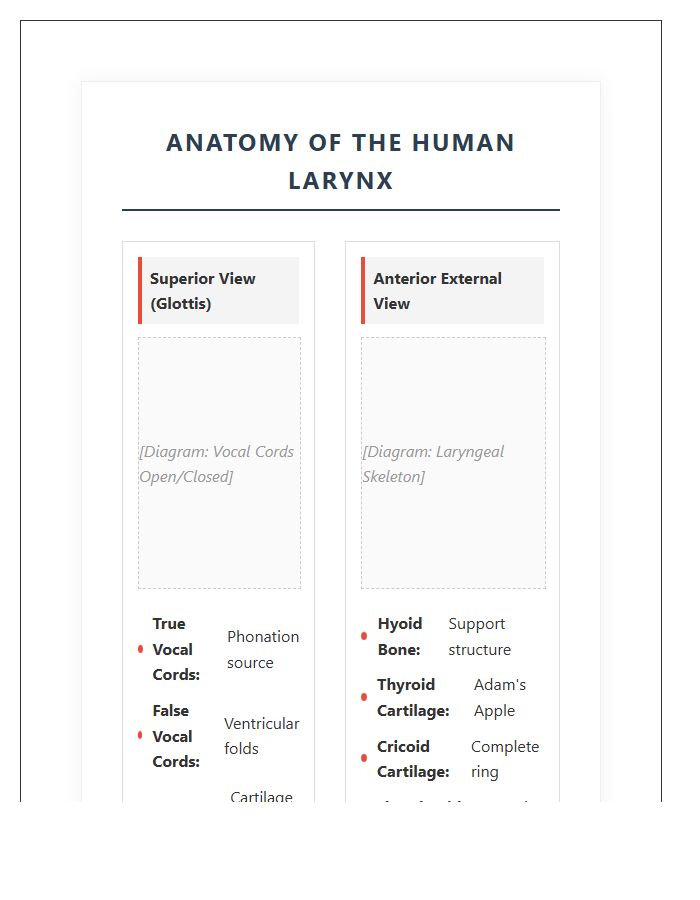 Detailed Larynx And Vocal Cords Printable Chart