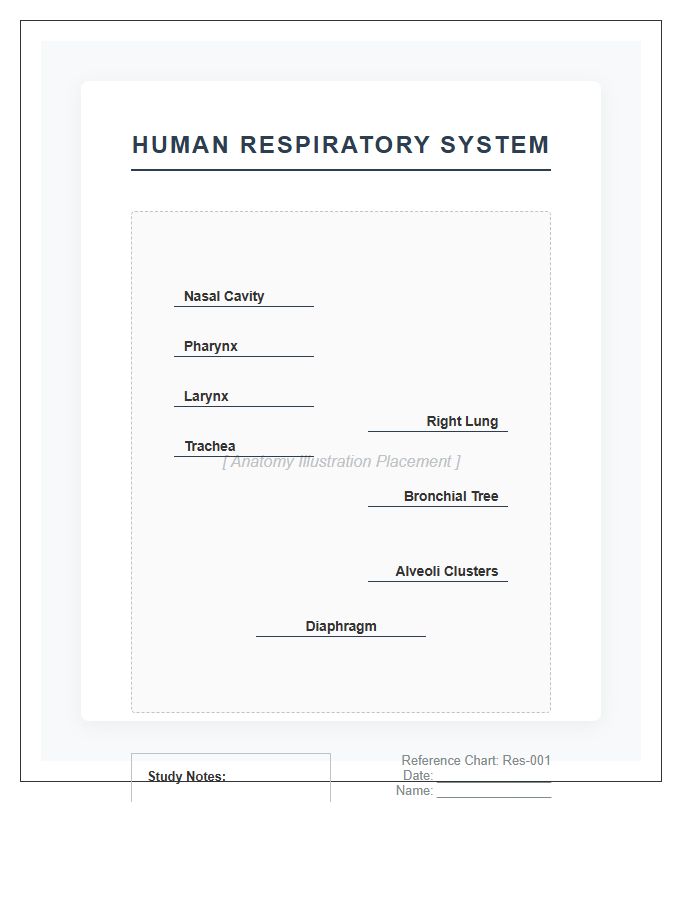 Human Respiratory System Anatomy Printable Chart