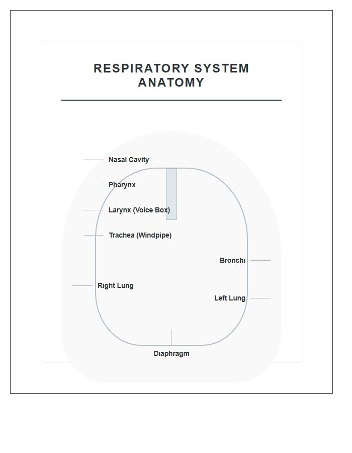 Labeled Lungs And Airway Structures Printable Chart