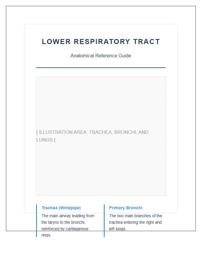 Lower Respiratory Tract Anatomy Printable Chart