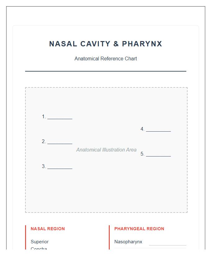 Nasal Cavity And Pharynx Printable Chart