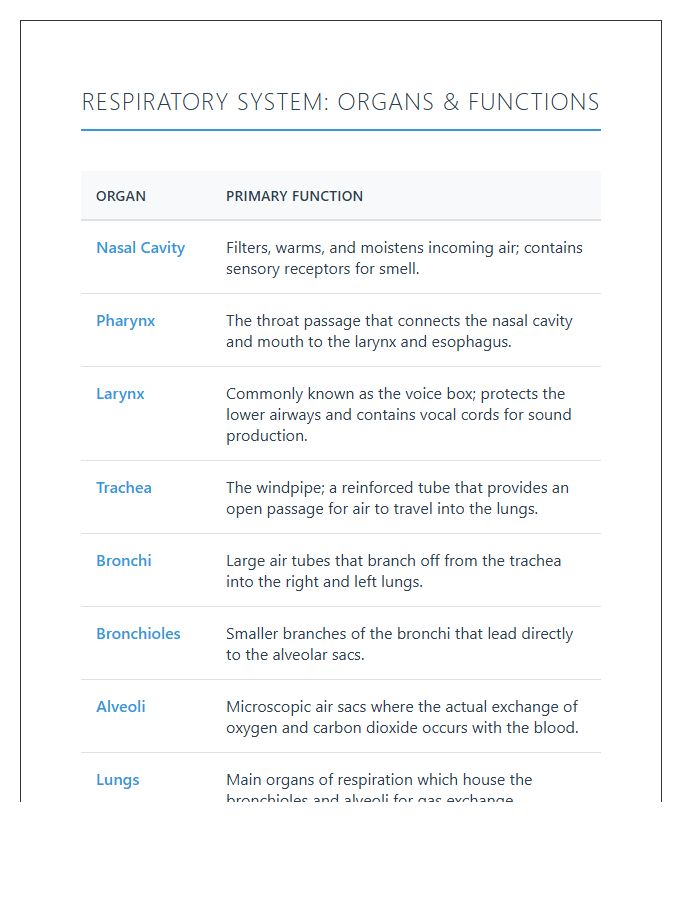 Respiratory System Organs Function Printable Chart