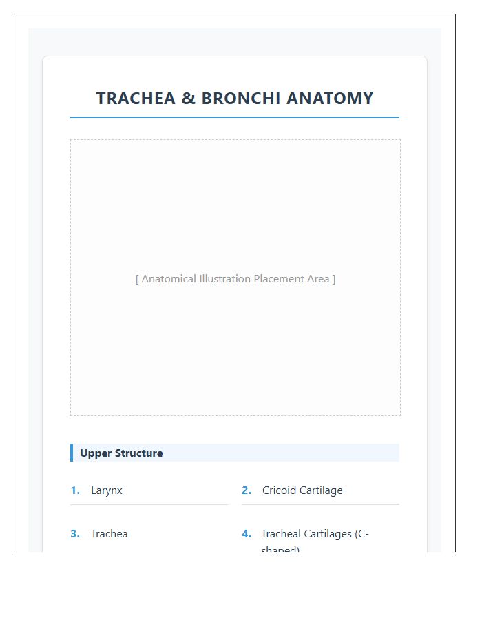 Trachea And Bronchi Anatomy Printable Chart
