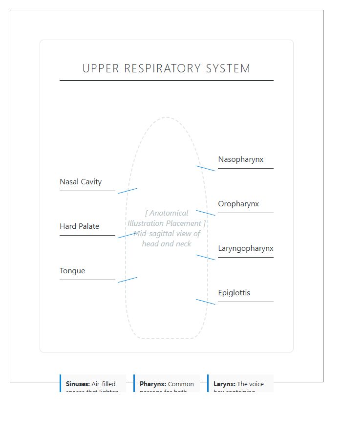 Upper Respiratory System Diagram Printable Chart