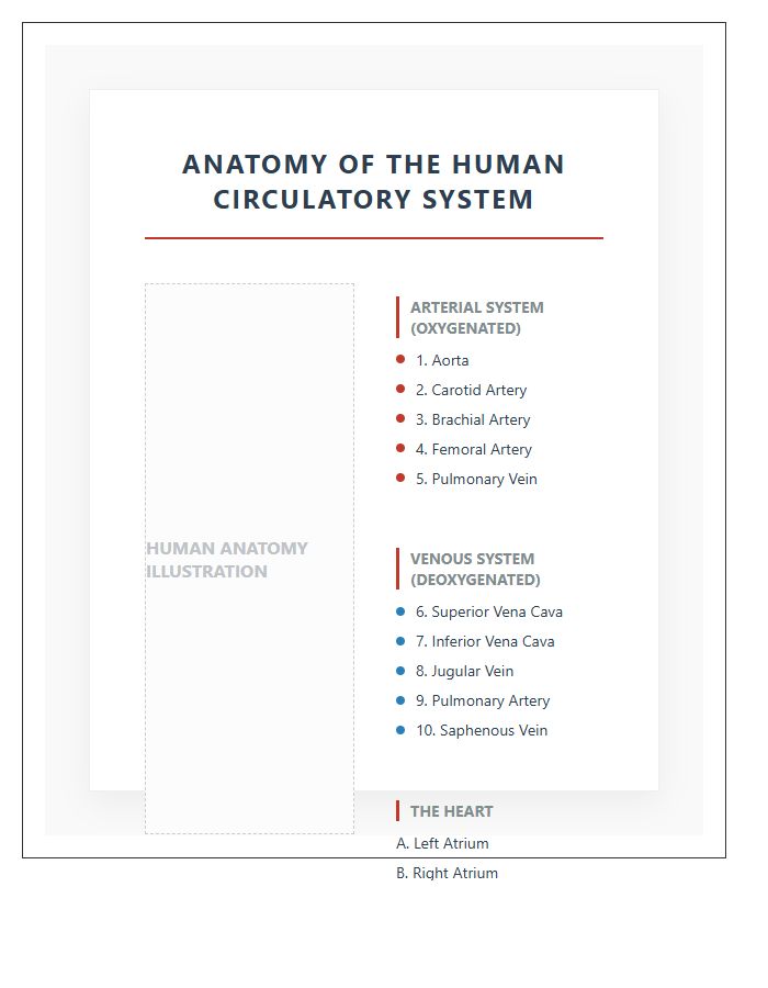 Anatomy Of Human Circulatory System Printable Chart