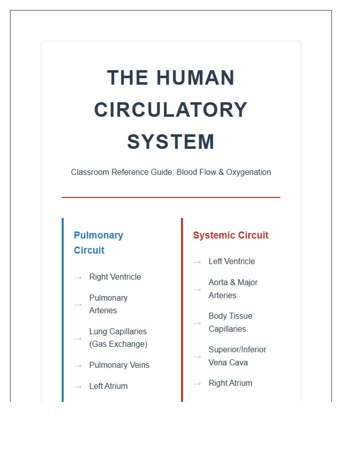 Biology Classroom Human Circulation Printable Chart