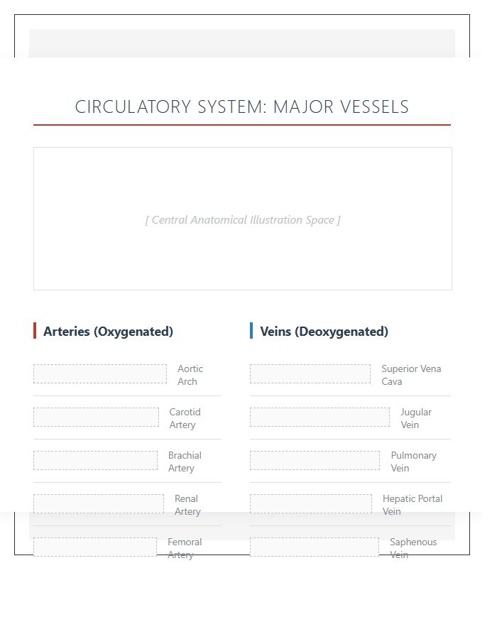 Human Circulatory System Vessel Anatomy Printable Chart