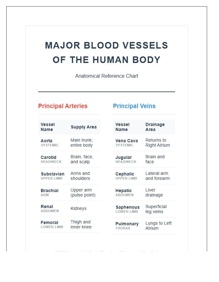 Major Blood Vessels Of Human Body Printable Chart