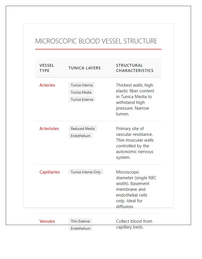 Microscopic Blood Vessel Structure Printable Chart