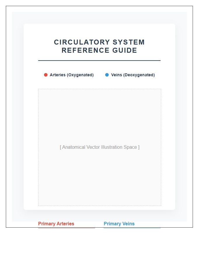 Primary Arteries And Veins Diagram Printable Chart