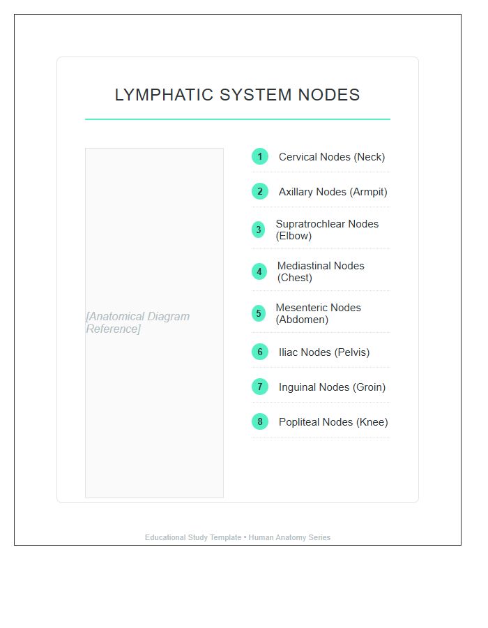 Labeled Human Lymphatic System Nodes Printable Chart