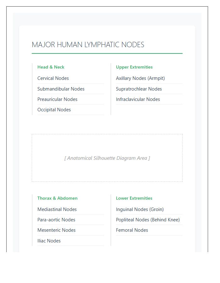 Major Human Lymphatic System Nodes Printable Chart