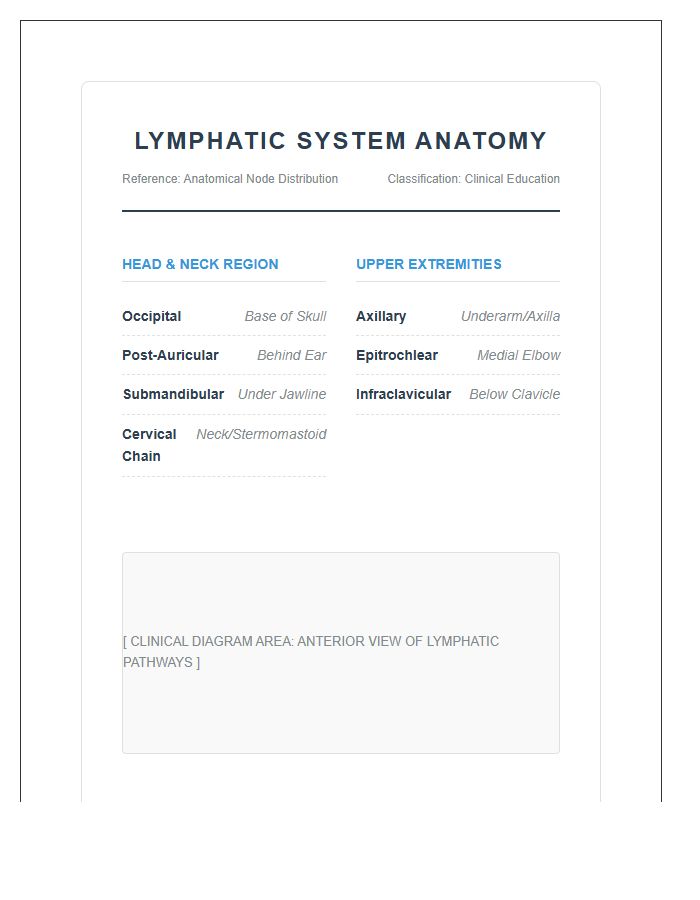 Professional Human Lymphatic System Nodes Printable Chart