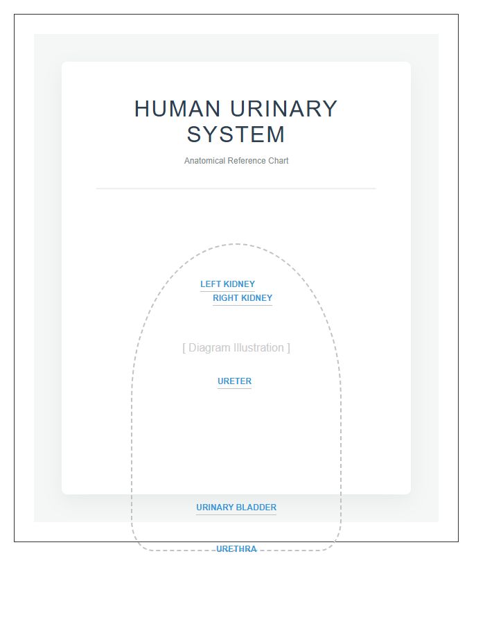 Anatomy Of The Human Urinary System Printable Chart