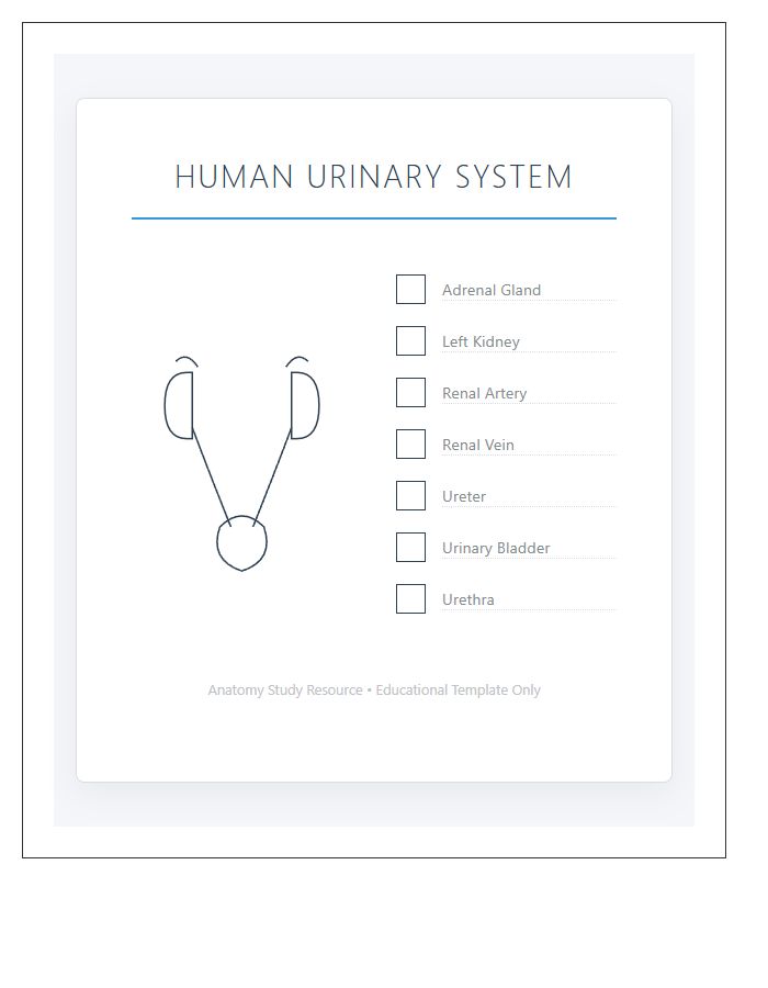 Human Urinary System Anatomy Printable Chart