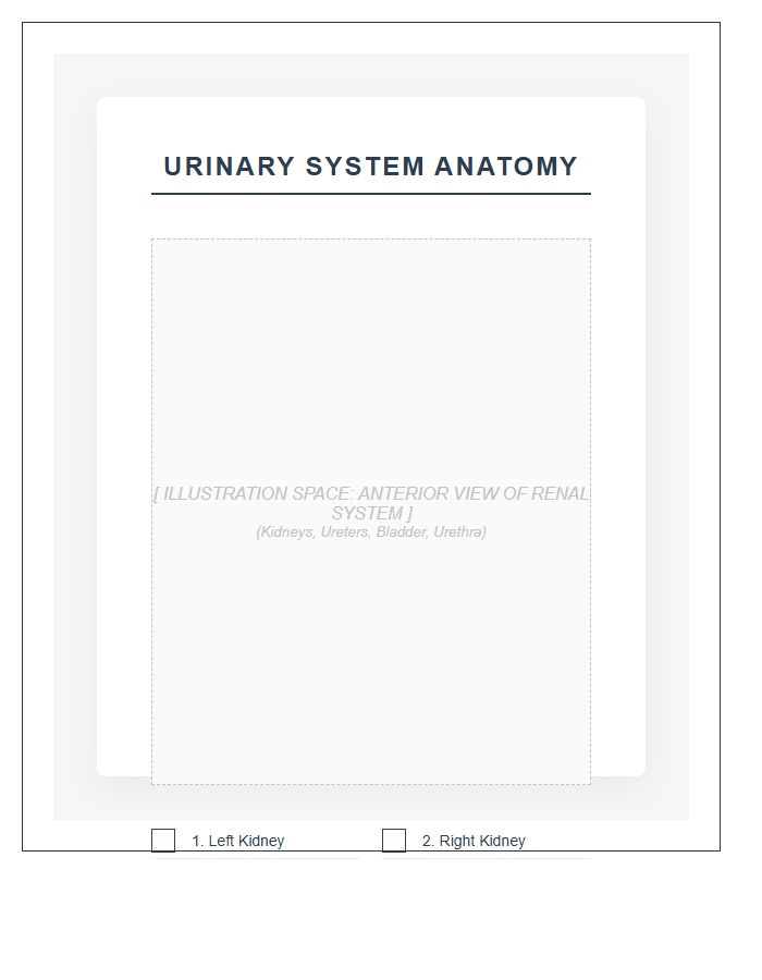 Internal Urinary System Anatomy Printable Chart