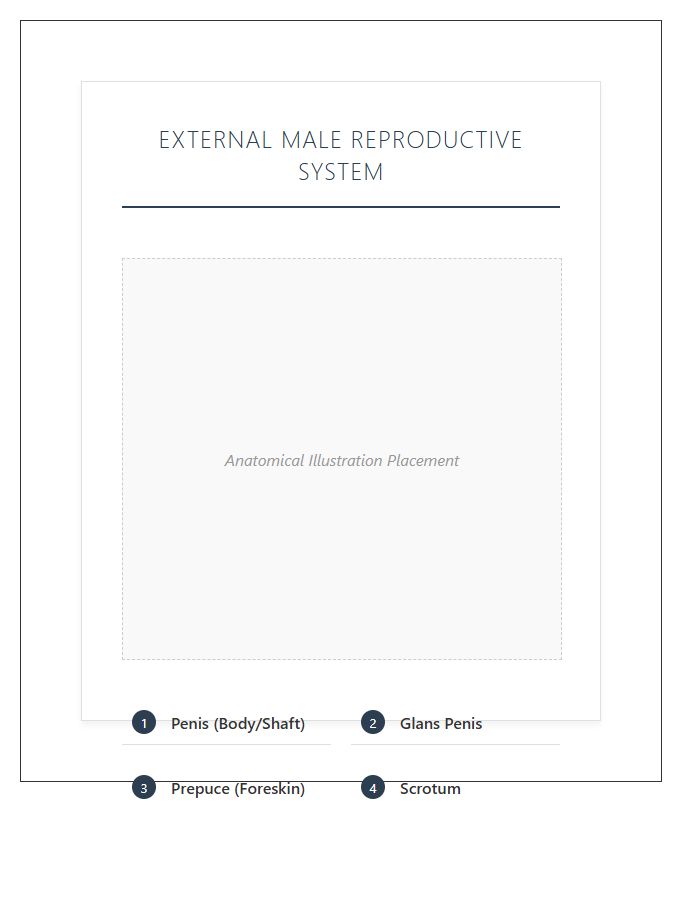 External Male Reproductive System Anatomy Printable Chart