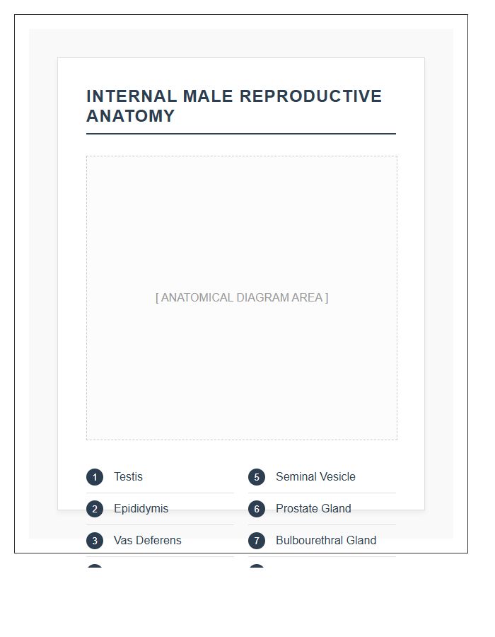Internal Male Reproductive Organs Anatomy Printable Chart