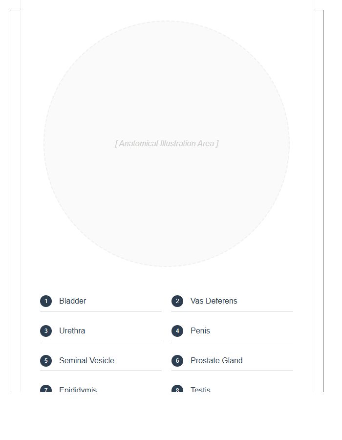 Labeled Male Reproductive System Anatomy Printable Chart