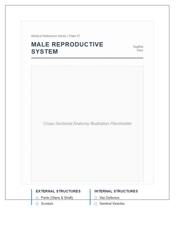 Medical Male Reproductive System Anatomy Printable Chart
