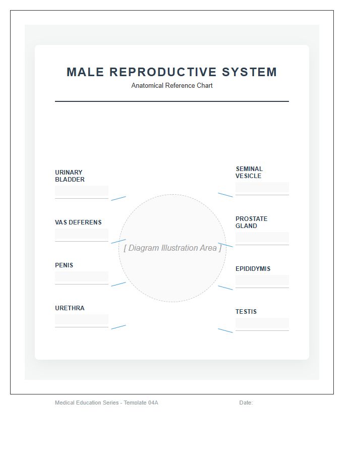 Specific Male Reproductive Anatomy Diagram Printable Chart