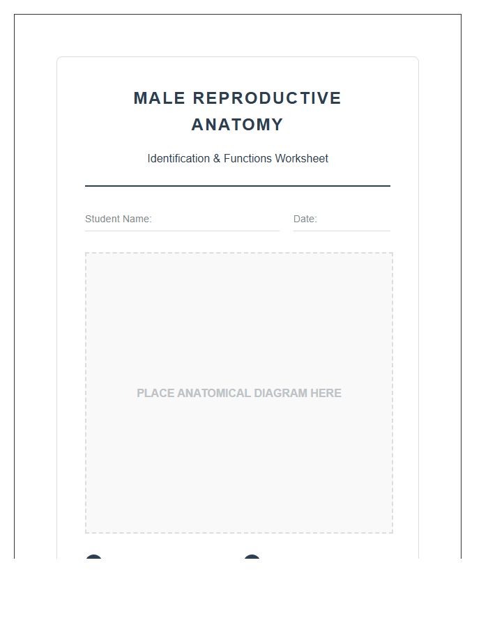 Student Male Reproductive Anatomy Study Printable Chart