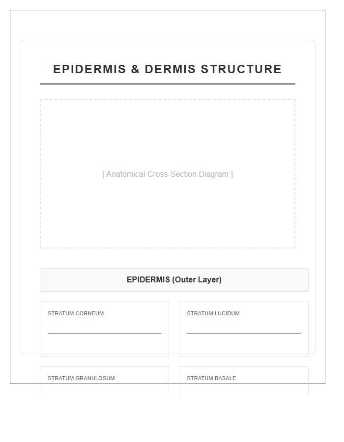 Epidermis And Dermis Structure Printable Chart