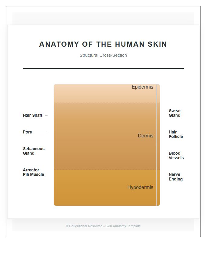 Labeled Human Skin Anatomy Printable Chart