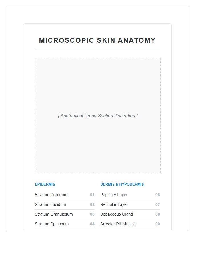 Microscopic Skin Anatomy Printable Chart