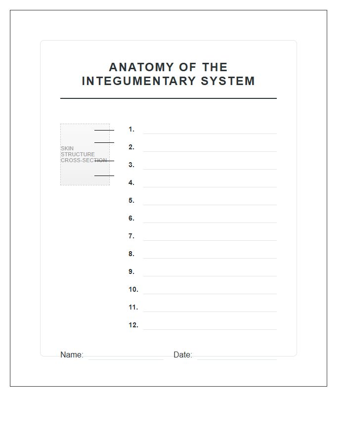 Unlabeled Skin Diagram Study Printable Chart