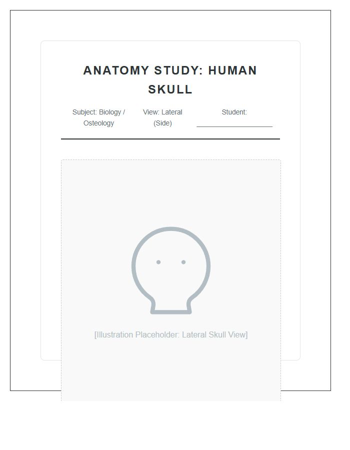 Biology Class Human Skull Lateral View Printable Chart