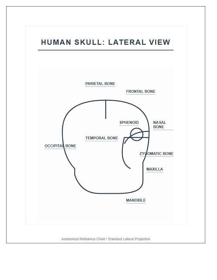 Human Skull Bone Structure Lateral View Printable Chart