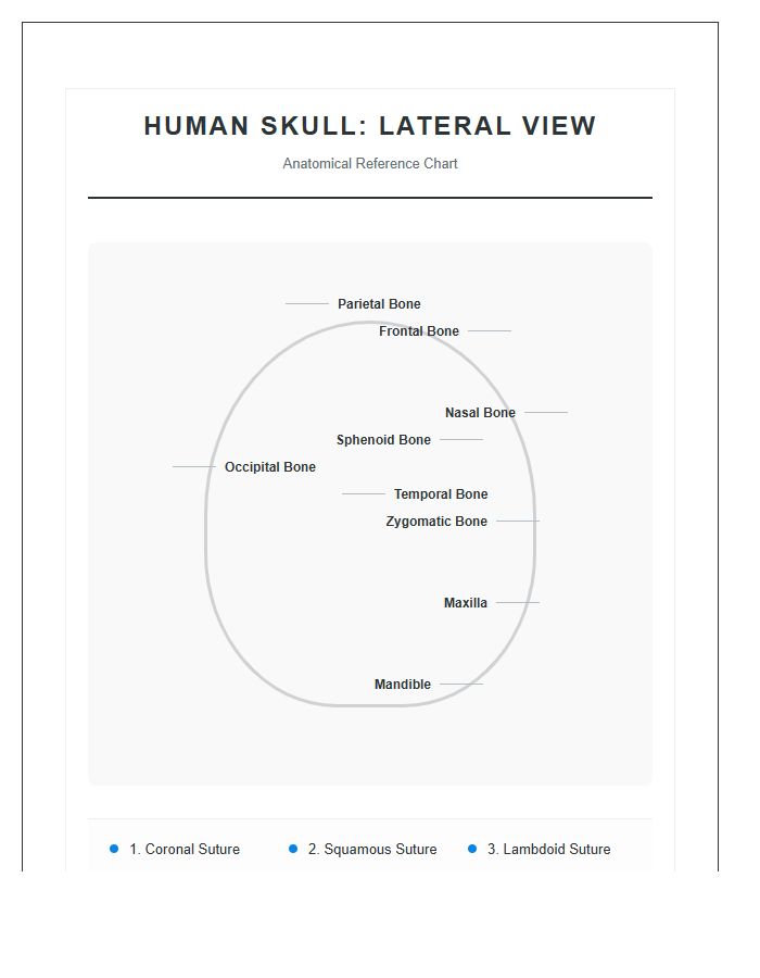 Labeled Human Skull Lateral View Printable Chart
