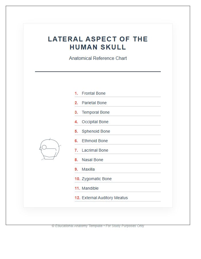 Lateral Aspect Of Human Skull Anatomy Printable Chart