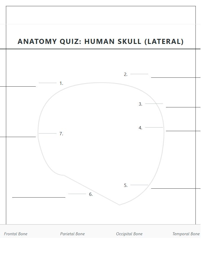 Lateral View Human Skull Labeling Printable Chart