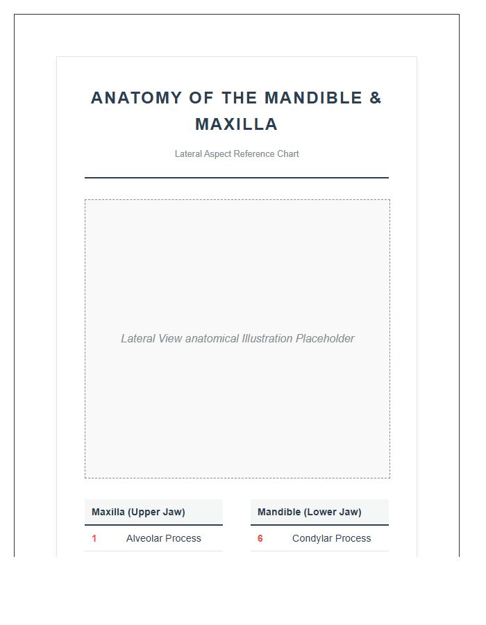 Mandible And Maxilla Lateral View Printable Chart