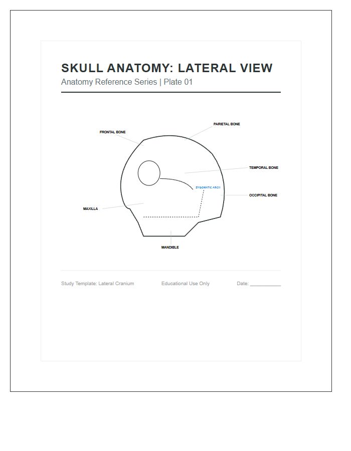 Medical Student Human Skull Lateral View Printable Chart