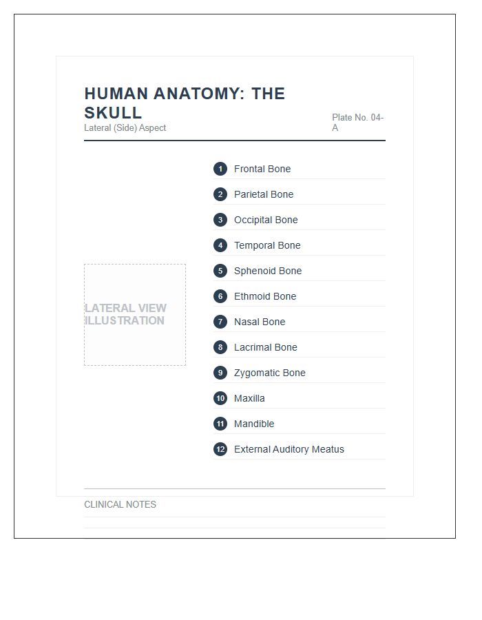 Professional Human Skull Lateral View Printable Chart