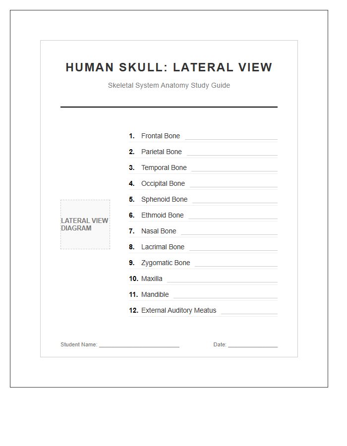 Skeletal System Human Skull Lateral View Printable Chart