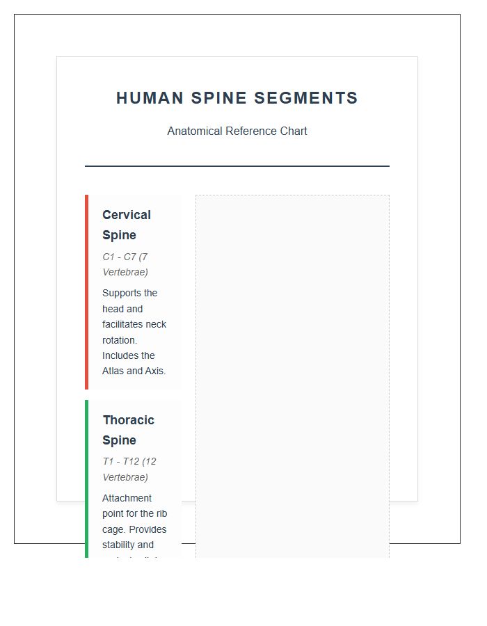Anatomical Human Spine Segments Printable Chart