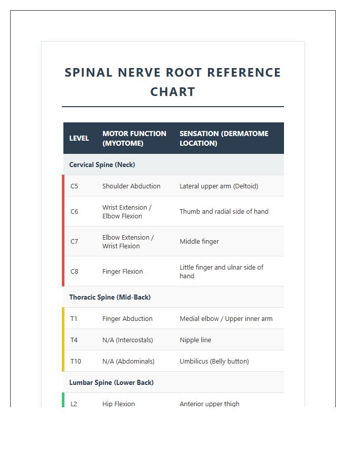 Human Spine Nerve Root Printable Chart