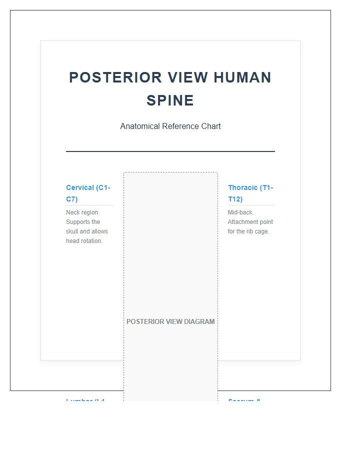 Posterior View Human Spine Printable Chart