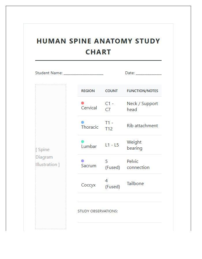 Student Human Spine Study Printable Chart