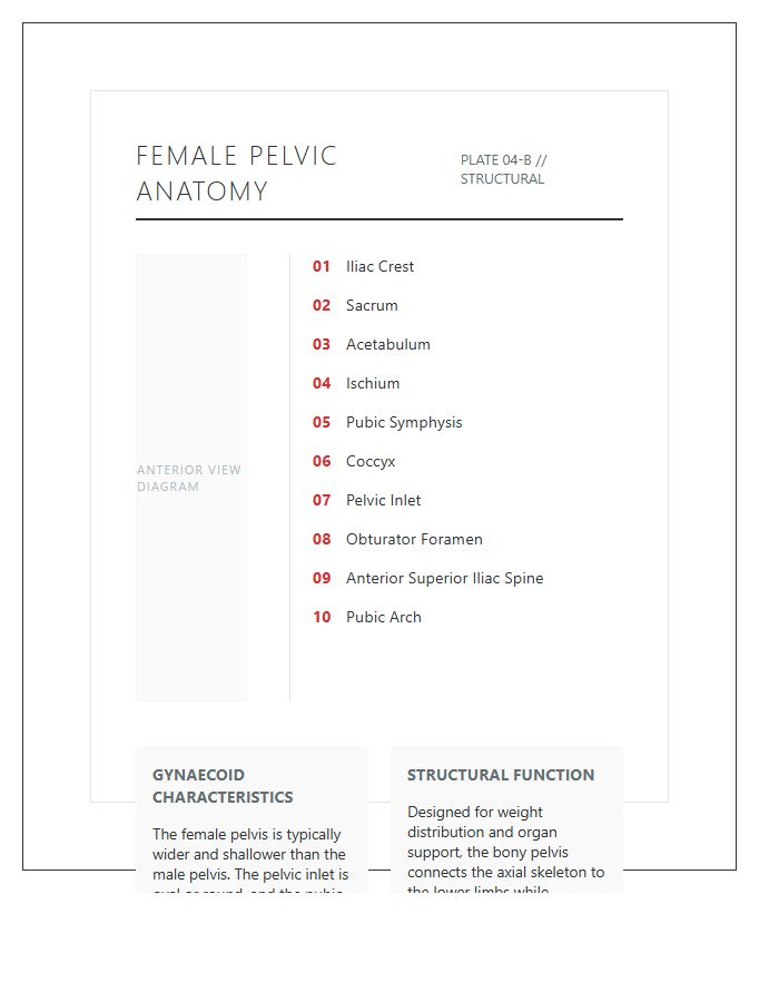 Female Human Pelvis Anatomy Structural Printable Chart