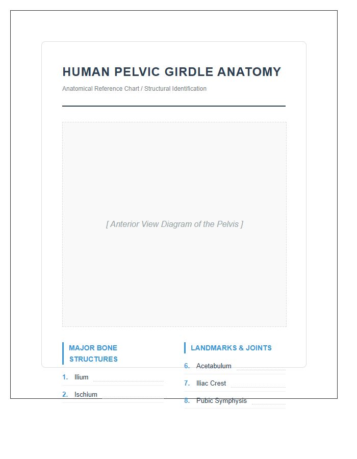 Human Pelvic Girdle Anatomy Structural Printable Chart
