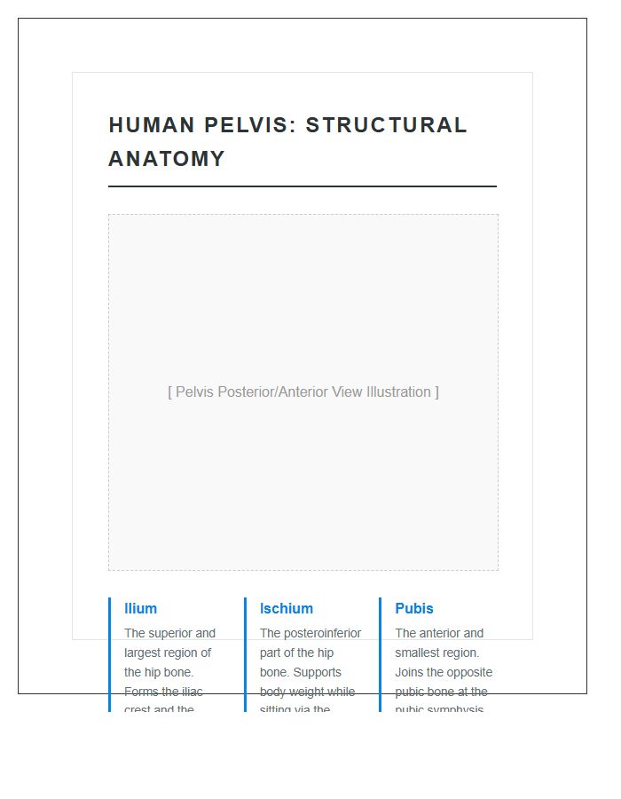Ilium Ischium And Pubis Human Pelvis Anatomy Structural Printable Chart